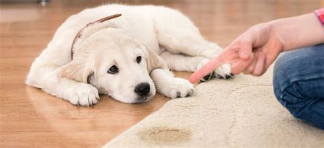 why does my dog leak urine when lying down|Dog Leaking Urine When Lying Down: Why It Happens and What。